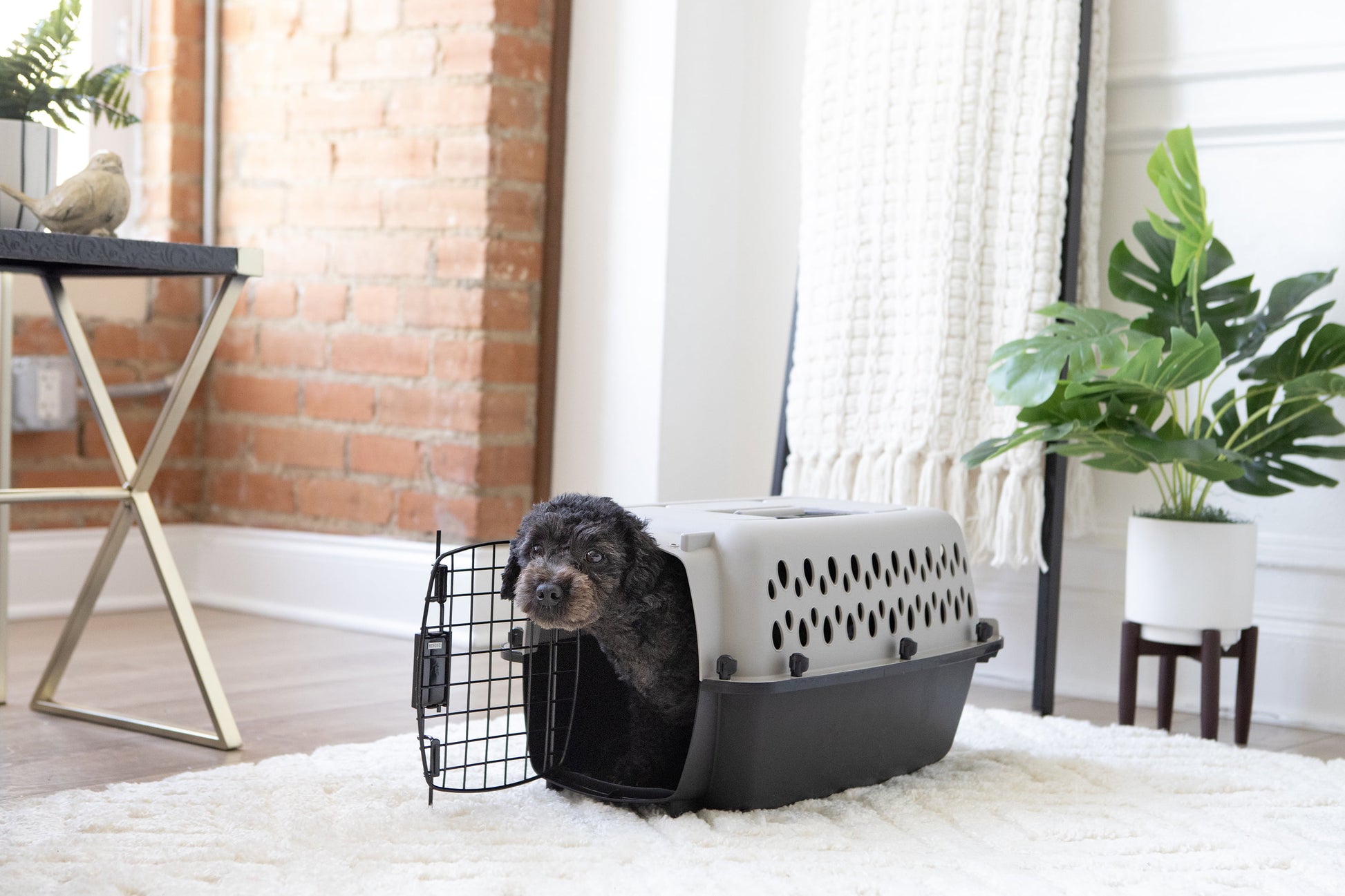 Vibrant Life Extra Small Hard-Sided Pet Kennel - Durable Travel Carrier for Dogs & Cats up to 10 lbs - Black & Grey, 19" L x 12.3" W x 10.8" H
