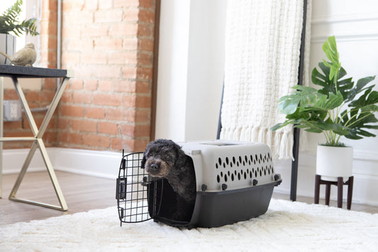 Vibrant Life Extra Small Hard-Sided Pet Kennel - Durable Travel Carrier for Dogs & Cats up to 10 lbs - Black & Grey, 19" L x 12.3" W x 10.8" H
